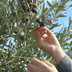 Fattorie didattiche: raccolta delle olive