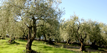 vai alla pagina: Filiera olivicola-olearia