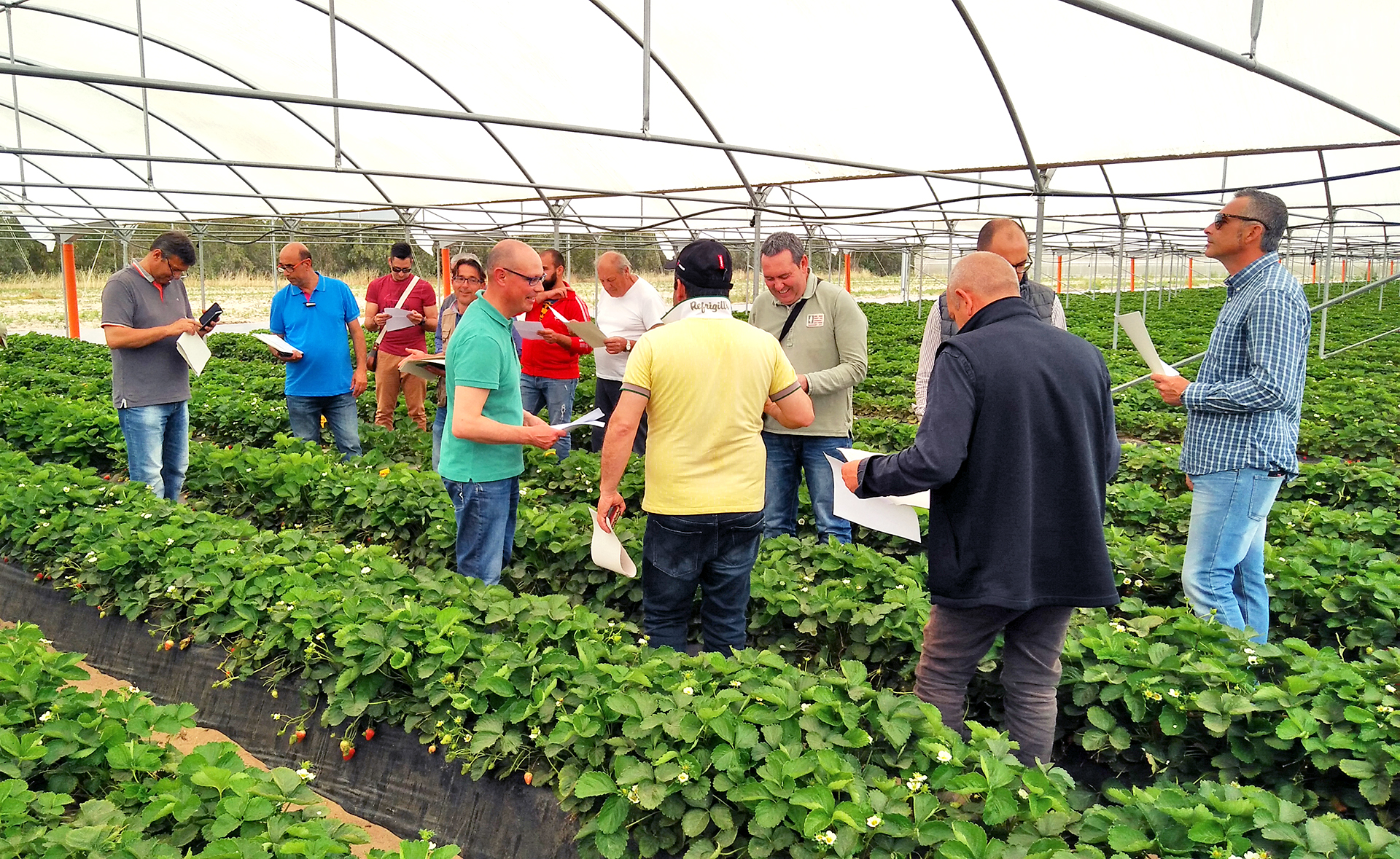 Visita ai campi di orientamento varietale di fragola